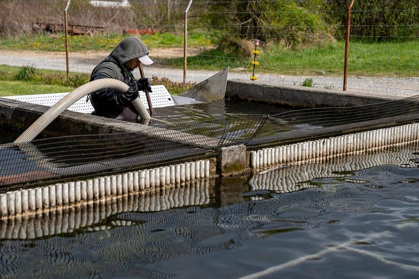 Cleaning Fish farm
